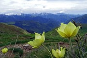 35 Pulsatilla alpina sulfurea